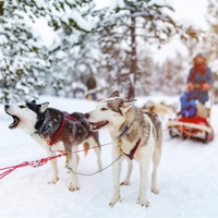 Winter-Hundeschlittenfahrt (1 km)