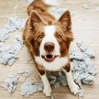 Beratungspaket zum Verhalten von Hunden