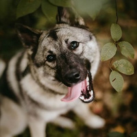 Dogotherapy - single group classes
