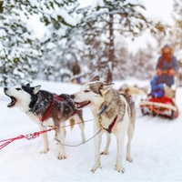 Winter dog sled ride (6 kilometers)