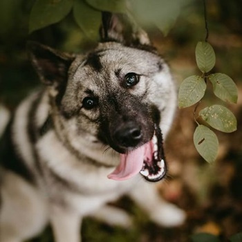 Hundetherapie - individueller Gruppenunterricht