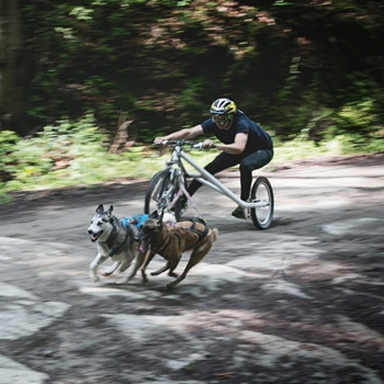 Dog sled ride without snow (3 kilometers)