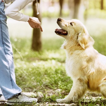 Dog training single classes